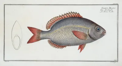 Sparus Brama