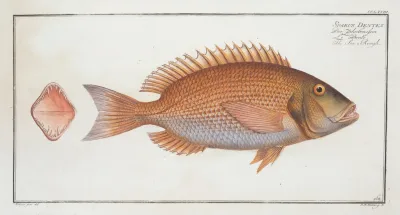 Sparus Dentex The Sea Rough
