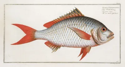 Sparus Erythrourus The Red Tailed Gilt Head