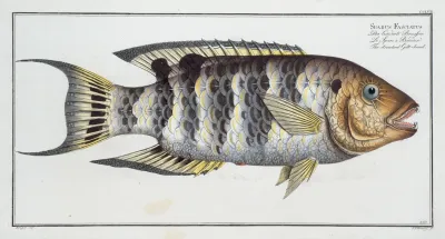 Sparus Fasciatus The Streaked Gilt Head