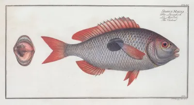 Sparus Maena The Cackerel