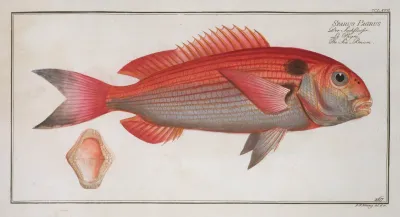 Sparus Pargus The Sea Bream
