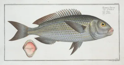 Sparus Salpa The Goldlin