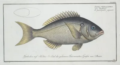 Sparus Tetracanthus