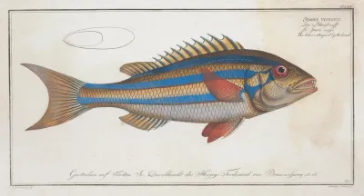 Sparus Vittatus The Blue Striped Gilt Head