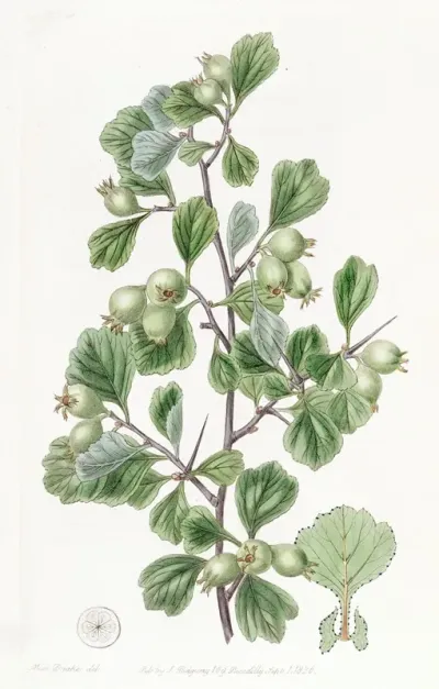 Spathula Leaved Thorn