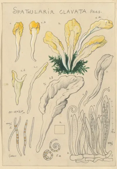 Spathularia Clavata