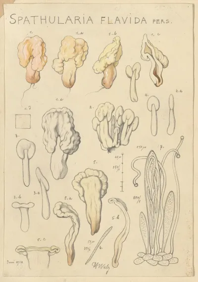 Spathularia Flavida