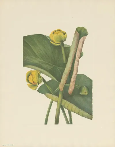 Spatterdock Nymphaea Advena 2