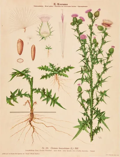 Spear Thistle