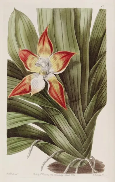 Speckled Huntleya