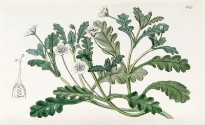Speckled Nemophila