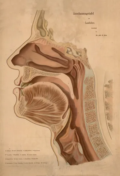 Speech Organs