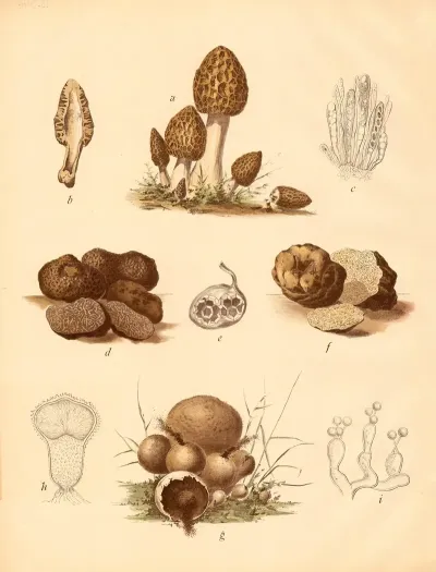 Speisemorchel Maitruffel Weisse Truffe