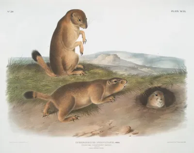 Spermophilus Ludovicianus Prairie Dog Prairie Marmot Squirrel Natural Size 1 Male 2 Female 3 Young