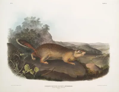 Spermophilus Parryi Parrys Marmot Squirrel Natural Size
