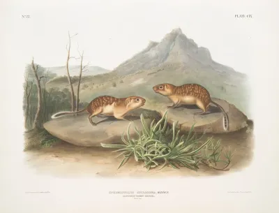 Spermophilus Spilosoma California Marmot Squirrel Natural Size
