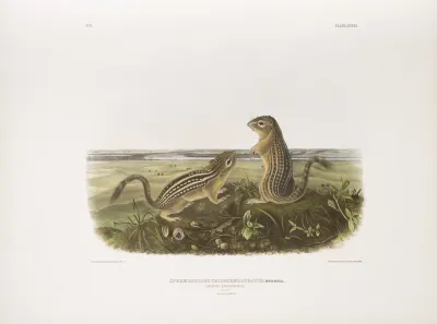 Spermophilus Tridecemlineatus Leopard Spermophile Natural Size Male And Female