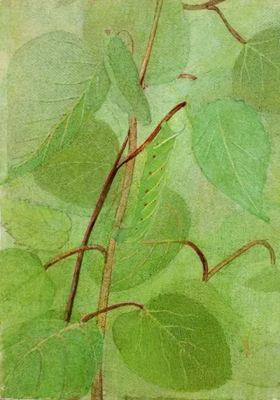Sphinx Caterpillar Study For Book Concealing Coloration In The Animal Kingdom 2
