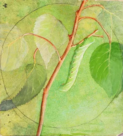 Sphinx Caterpillar Study For Book Concealing Coloration In The Animal Kingdom