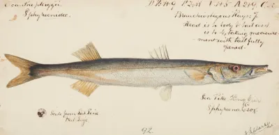 Sphyraena Novaehollandiae Snook