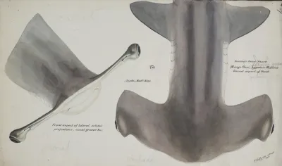 Sphyrna Zygaena Nz Hammerhead Shark Head Dorsal Aspect