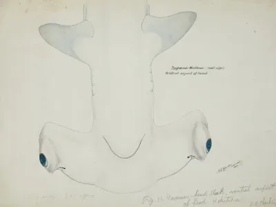 Sphyrna Zygaena Nz Hammerhead Shark Head Ventral Aspect