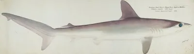 Sphyrna Zygaena Nz Hammerhead Shark Profile Aspect