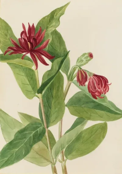 Spicebush Calycanthus Occidentalis