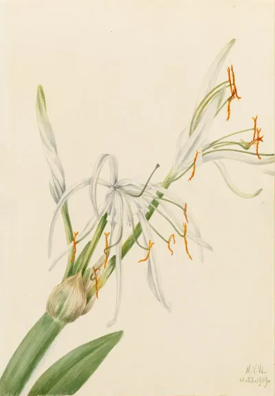 Spider Lily Hymenocallis Rotata