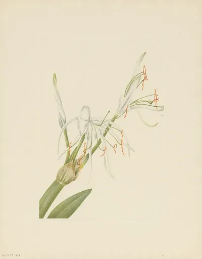 Spiderlily Hymenocallis Rotata 2