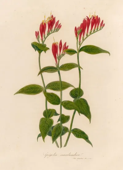 Spigelia Marilandica
