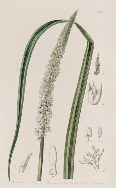 Spike Flowered Asagraea