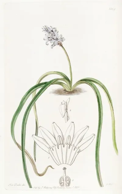 Spike Flowered Hyacinth