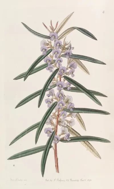 Spikeletted Hovea