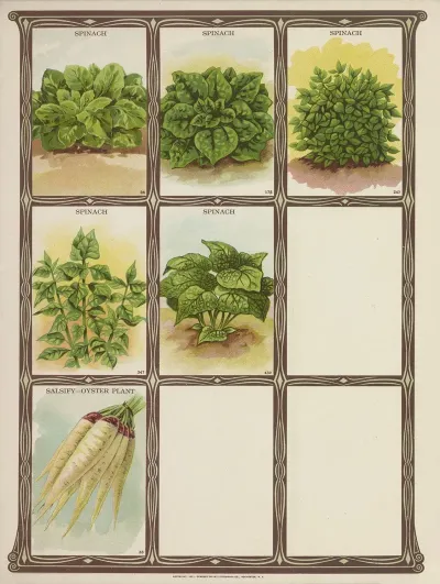 Spinach Salsify Oyster Plant