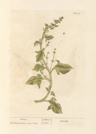 Spinage