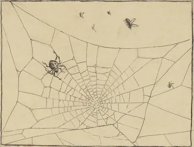 Spinne