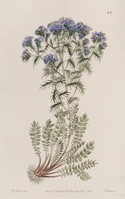 Spiny Triptilion