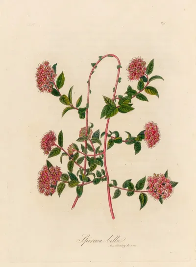Spiraea Bella