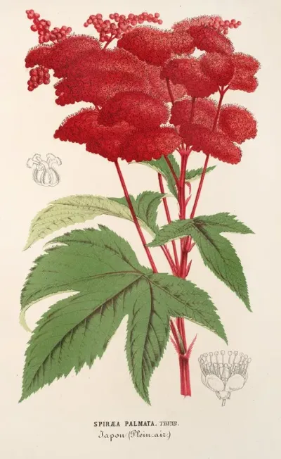 Spiraea Palmata
