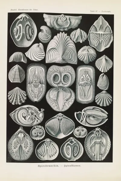 Spirobranchia Spiralkiemer