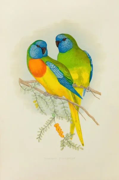 Splendid Parrakeet