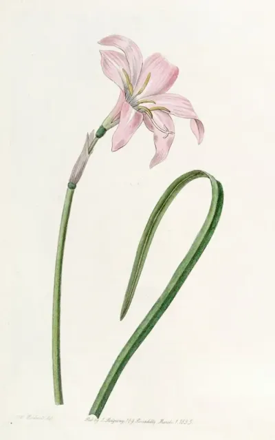 Spofforth Zephyranthes