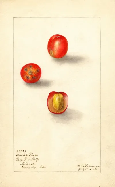 Spondias Purpurea Scarlet Plum