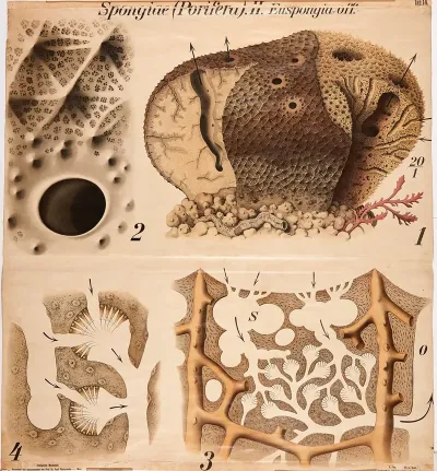 Sponges 2