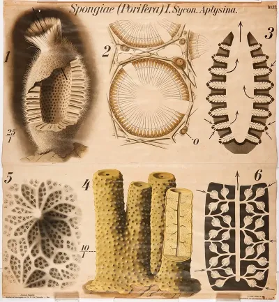 Sponges