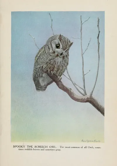 Spooky The Screech Owl
