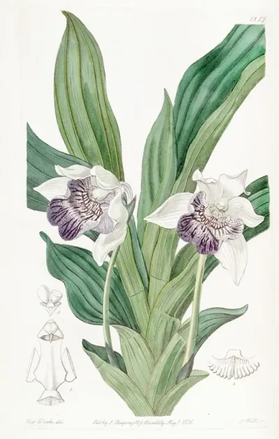 Spoon Lipped Zygopetalum