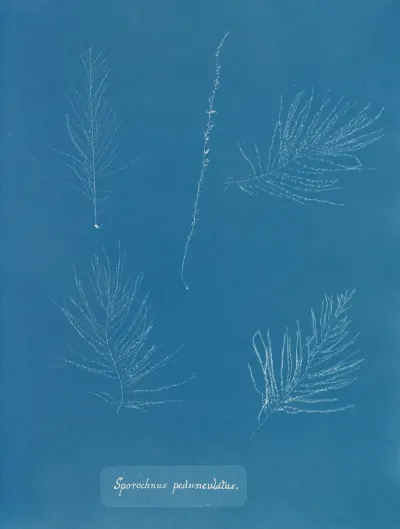 Sporochnus Pedunculatus